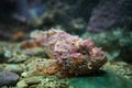 Reef stonefish in the aquarium Royalty Free Stock Photo