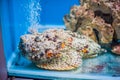 Reef stonefish Synanceia verrucosa , also known as the stonefish. Wildlife animal. Royalty Free Stock Photo