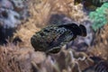 Reef stonefish Synanceia verrucosa. Royalty Free Stock Photo