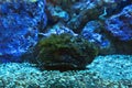 The Reef stonefish Synanceia verrucosa. Royalty Free Stock Photo