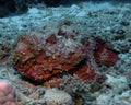 Reef Stonefish Synanceia verrucosa in the Red Sea Royalty Free Stock Photo