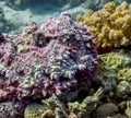 Reef Stonefish Synanceia verrucosa in the Red Sea Royalty Free Stock Photo