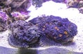 Reef Stonefish Synanceia verrucosa seen underwater Royalty Free Stock Photo