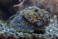 Reef stonefish (Synanceia verrucosa). Royalty Free Stock Photo