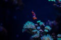 Reef tank filled with water for keeping live underwater animals. A clownfish anemonefish swimming peacefully with corals Royalty Free Stock Photo