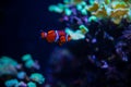 Reef tank filled with water for keeping live underwater animals. A clownfish anemonefish swimming peacefully with corals Royalty Free Stock Photo