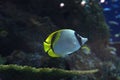 Reef tank fish