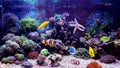 Coral reef aquarium tank Royalty Free Stock Photo