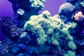 Reef tank, marine aquarium. Blue aquarium full of plants. Tank filled with water for keeping live underwater animals Royalty Free Stock Photo