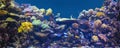 Reef tank, marine aquarium Royalty Free Stock Photo