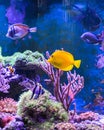 Reef tank, marine aquarium Royalty Free Stock Photo