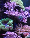 Reef tank, marine aquarium Royalty Free Stock Photo