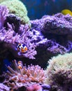 Reef tank, marine aquarium Royalty Free Stock Photo