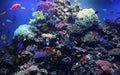 Reef tank monterey bay aquarium Royalty Free Stock Photo