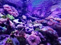 Reef Tank @ SEA LIFE Sydney Aquarium, Australia