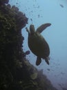 Reef turtle sipadan borneo Royalty Free Stock Photo