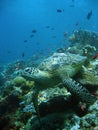 Reef turtle underwater sipadan borneo Royalty Free Stock Photo