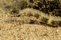 reeftop pipefish fish Royalty Free Stock Photo