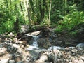 ÃÂ¡reek in a mountain forest. Caucasus mountains