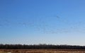 Panorama with Snow geese flock Royalty Free Stock Photo