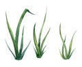 reen grass. Set of watercolor illustrations on a white background Royalty Free Stock Photo