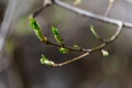 reen Leaf buds on a small branch in spring Royalty Free Stock Photo