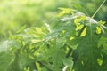 Reen leaf nature of papaya with light fare Royalty Free Stock Photo