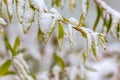 Reen leaves  with first snow Royalty Free Stock Photo