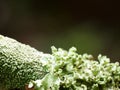 Reen moss lichens growing on wet brown bark