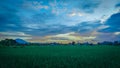 Reen rice fiend morning cloudy sky Royalty Free Stock Photo