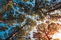 Trees and sky - sunshine in pine tree forest Royalty Free Stock Photo