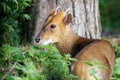 Reeve\'s Muntjac Deer - Muntiacus reevesi scenting the air.