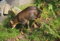 Reeves muntjac, Muntiacus reevesi