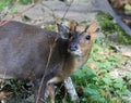 Reeves muntjac, Muntiacus reevesi