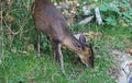 Reeves muntjac, Muntiacus reevesi