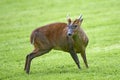 Reeves muntjac Muntiacus reevesi