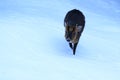 Reeves muntjac