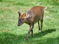 Reeves muntjac Muntiacus reevesi