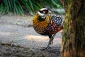 Reeves Pheasant bird Royalty Free Stock Photo