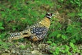 Reeves pheasant Royalty Free Stock Photo