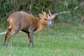 Reeves`s muntjac Muntiacus reevesi Royalty Free Stock Photo