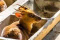 Reeves`s muntjac Muntiacus reevesi, sitting in a stone feeding trough, also known as Chinese muntjac, is a muntjac species foun