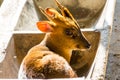 Reeves`s muntjac Muntiacus reevesi, sitting in a stone feeding trough, also known as Chinese muntjac, is a muntjac species foun