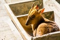 Reeves`s muntjac Muntiacus reevesi, sitting in a stone feeding trough, also known as Chinese muntjac, is a muntjac species foun