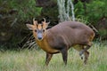 Reeves`s muntjac Muntiacus reevesi Royalty Free Stock Photo