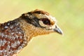 Reeves's Pheasant Royalty Free Stock Photo