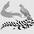 Reeves's Pheasant and silhouette of pheasant Royalty Free Stock Photo