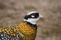 Reeves\'s pheasant (Syrmaticus reevesii) adult male, medium sized bird is brightly plumaged Royalty Free Stock Photo