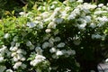 Reeves Spirea