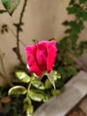 A ref coloured rose bud about to bloom